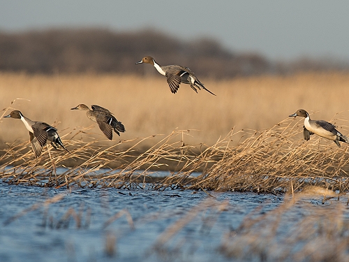 Delta Waterfowl Legacy Society members
